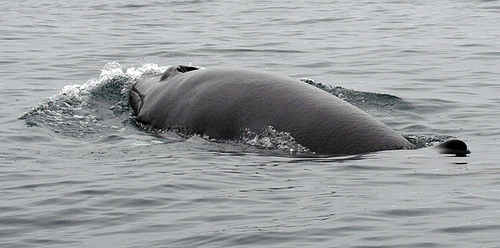 Minke whale, Husavik