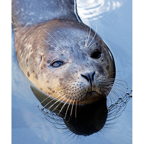 Mablethorpe seal sanctuary