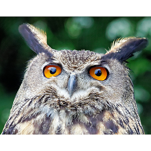 Bengal Indian eagle owl