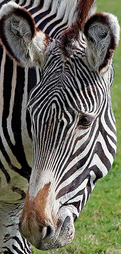 Grevy&#039;s zebra